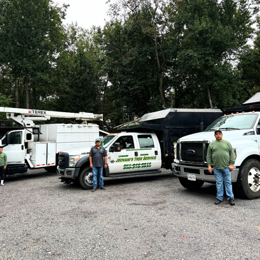 Tree Care in Northern Virginia | Jeovani's Tree Service
