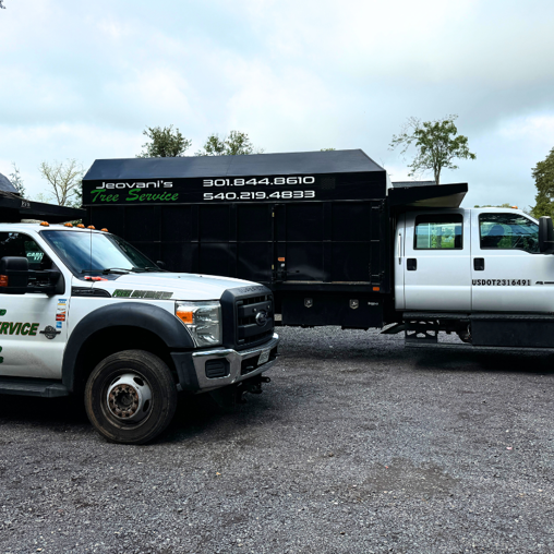 Tree Care in Northern Virginia | Jeovani's Tree Service