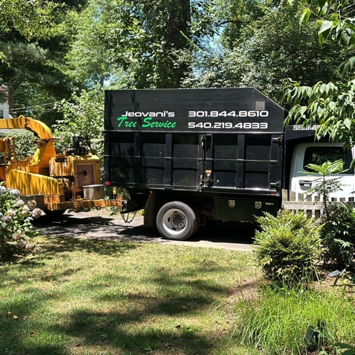 Tree Care in Northern Virginia | Jeovani's Tree Service