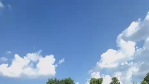 jeovanis tree service