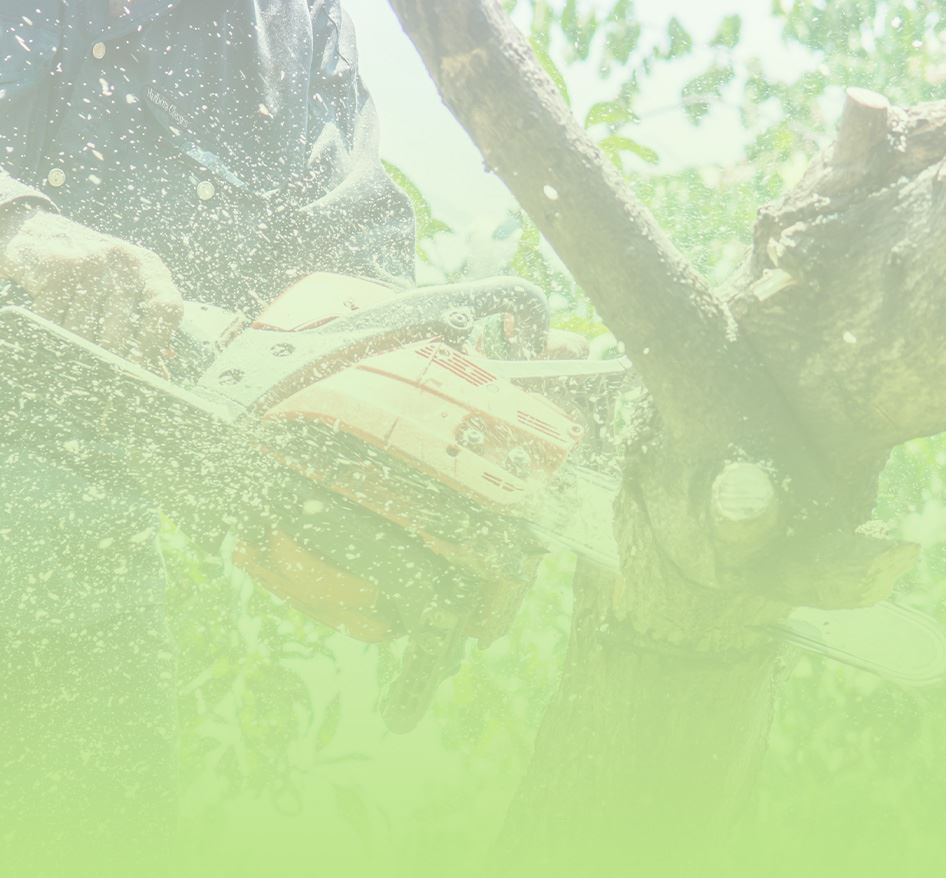 Tree Trimming & Pruning