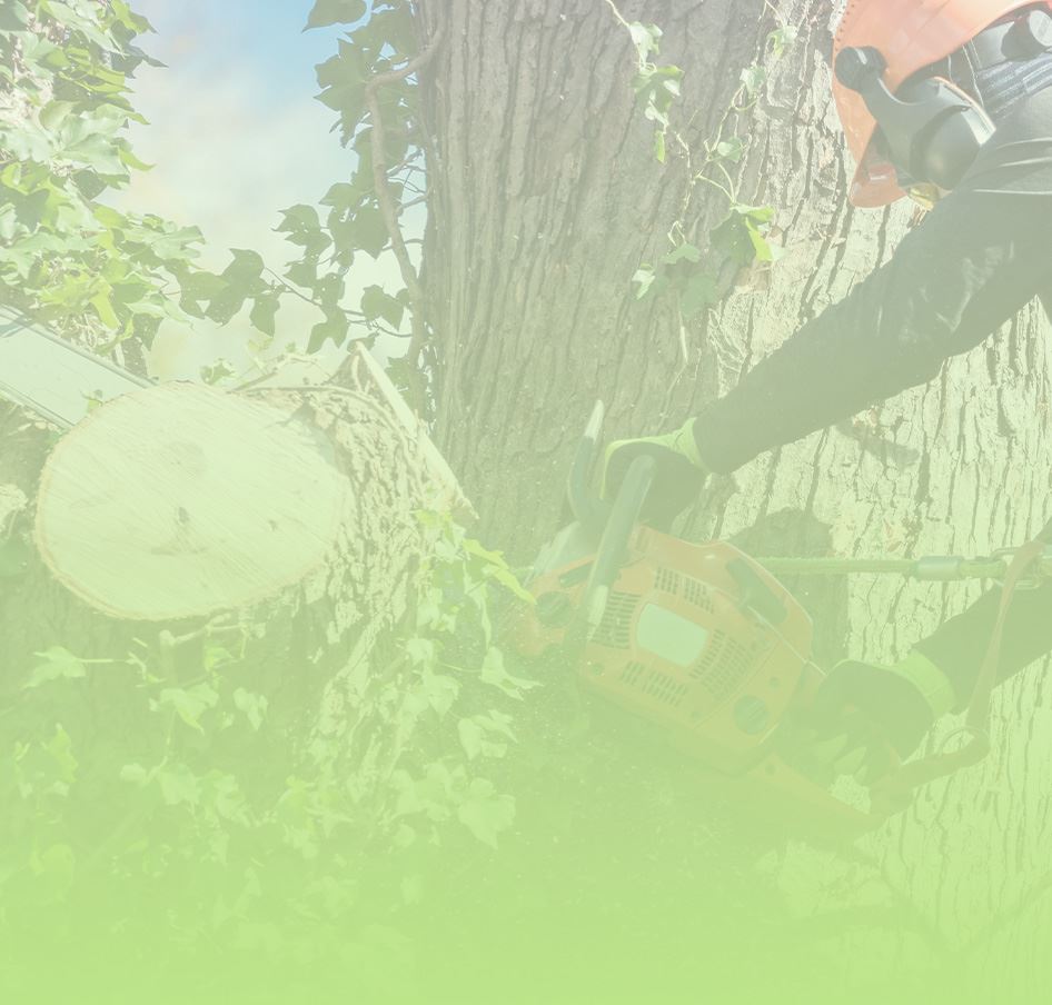 Emergency Tree Services